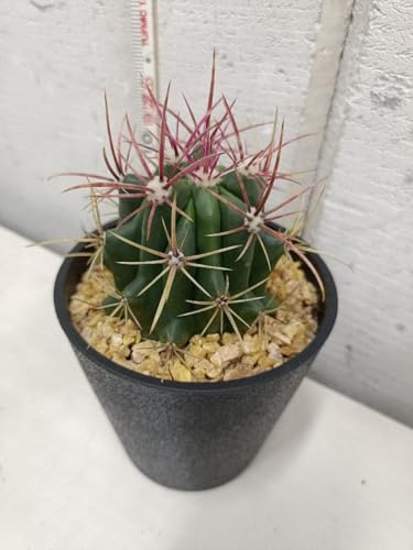 観葉植物 フェロカクタス」の人気商品一覧 | 安い商品を通販サイトから